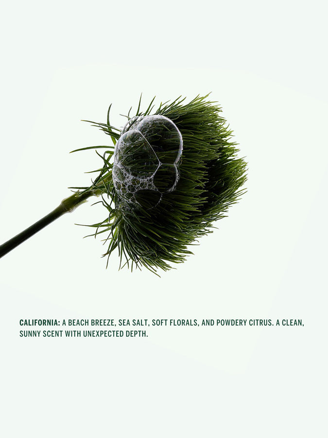 Corpus Deodorant Stick California 2026 | ASSORTED