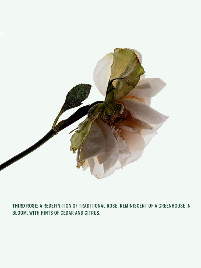 Corpus Deodorant Stick Third Rose 2026 | ASSORTED